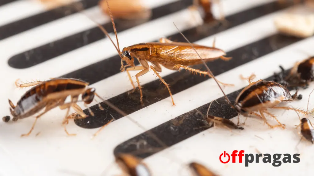 Dedetização em Restaurantes em SP