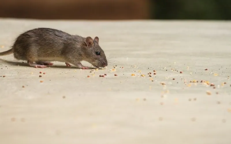 dedetização de ratos