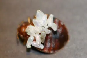 Dedetização de Bed Bugs